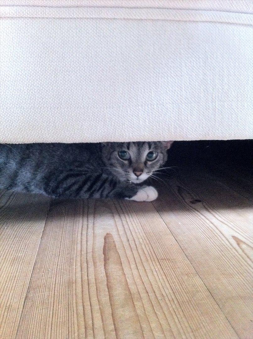 Huskat Miss'Marie billede 8