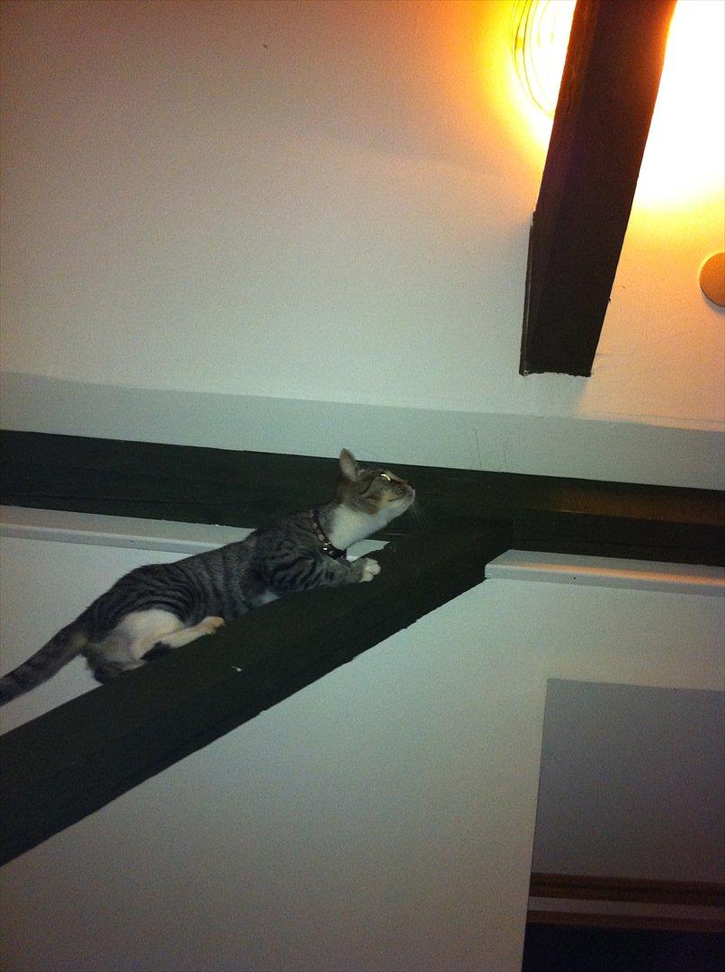 Huskat Miss'Marie - Marie jagter fluer. billede 9