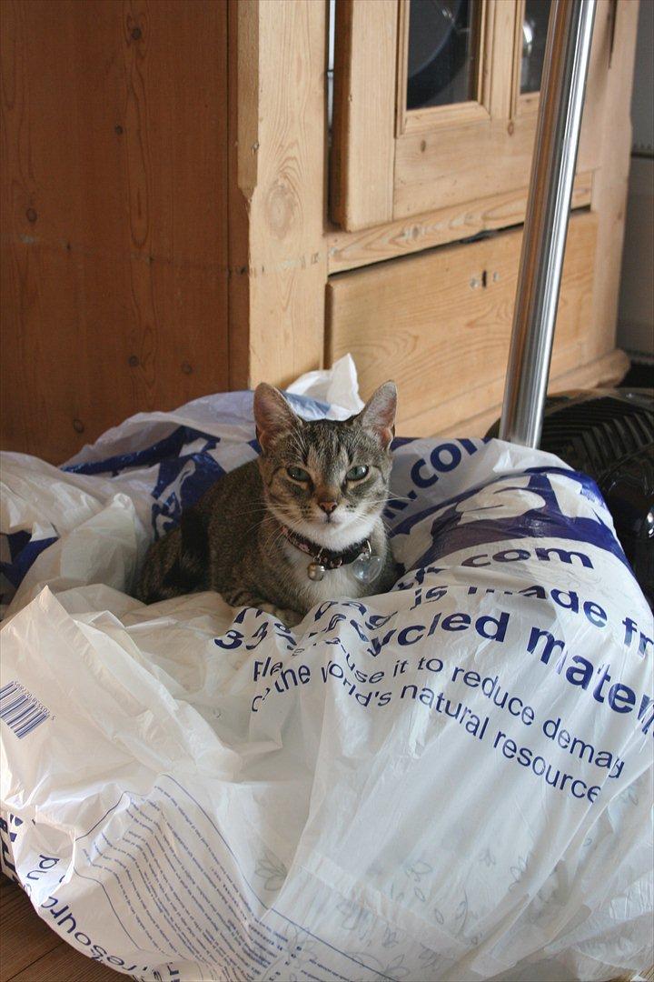 Huskat Miss'Marie billede 10