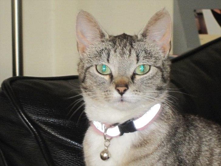 Huskat Miss'Marie - "Dont... Mess.. With.. ME"! billede 11