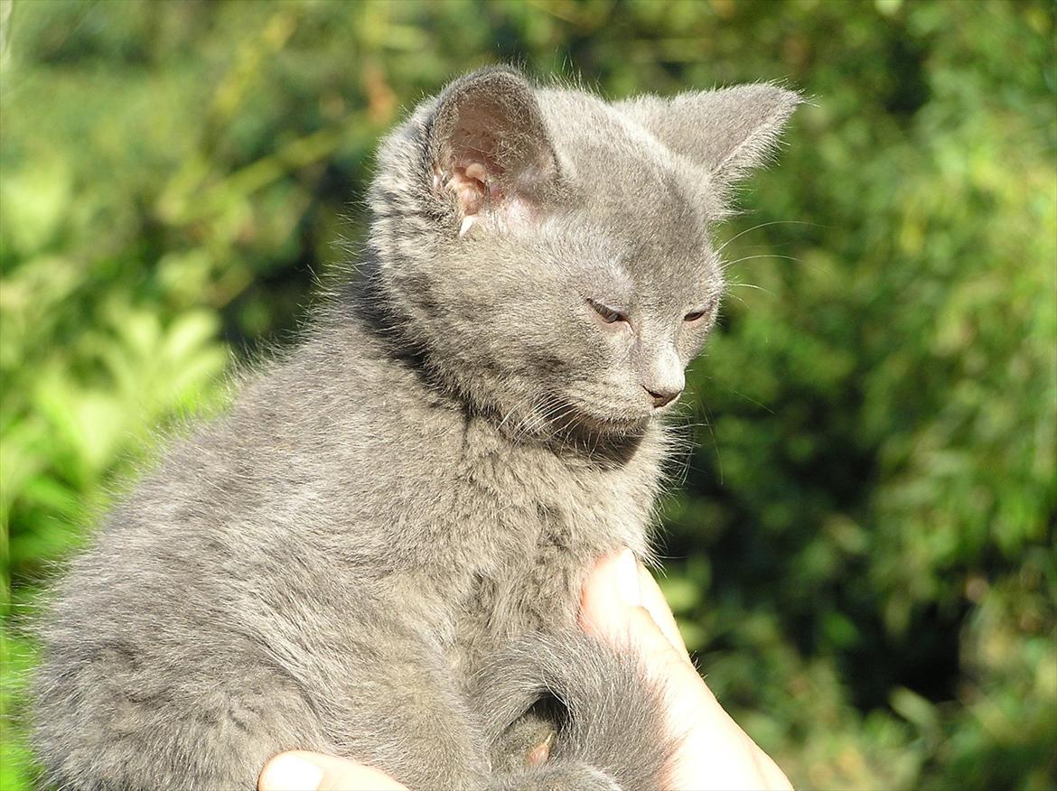 Huskat Teddy ( Zirka ) - Hej velkommen til min profil. God fornøjelse :D billede 1