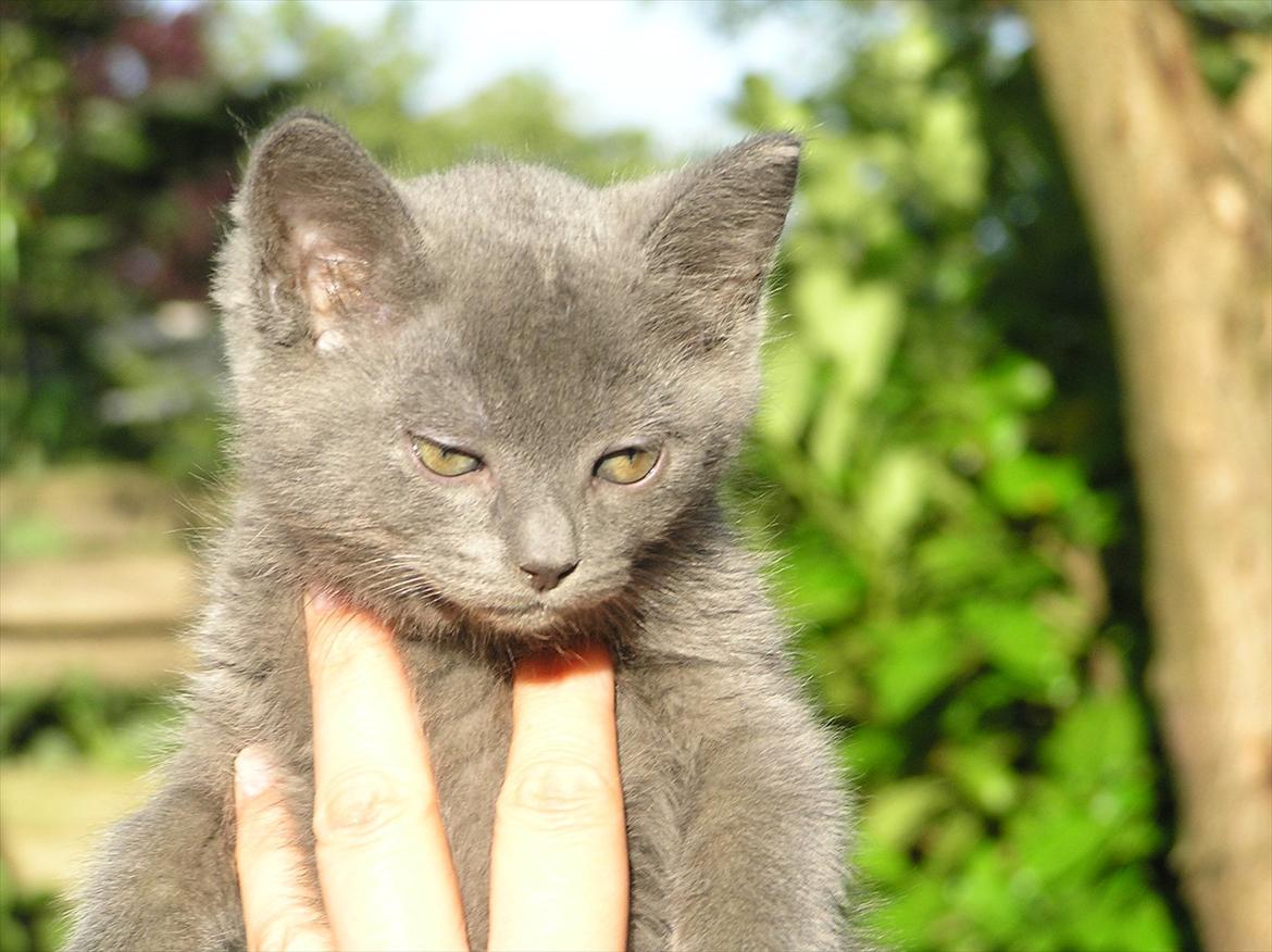 Huskat Teddy ( Zirka ) billede 2