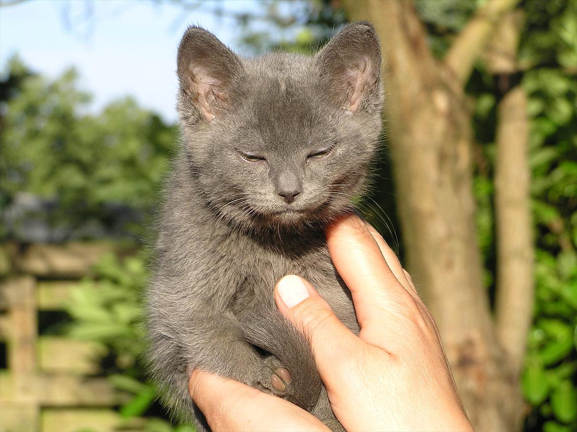 Huskat Teddy ( Zirka ) billede 3