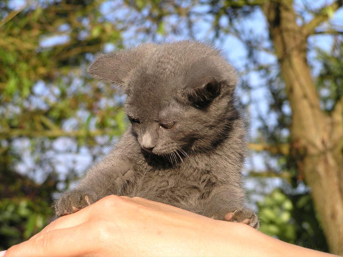 Huskat Teddy ( Zirka ) billede 4