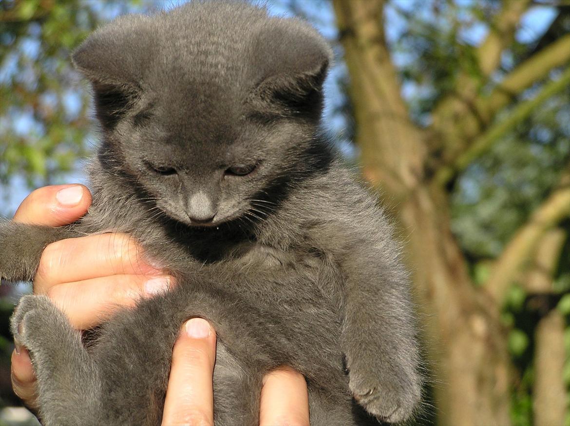 Huskat Teddy ( Zirka ) billede 5