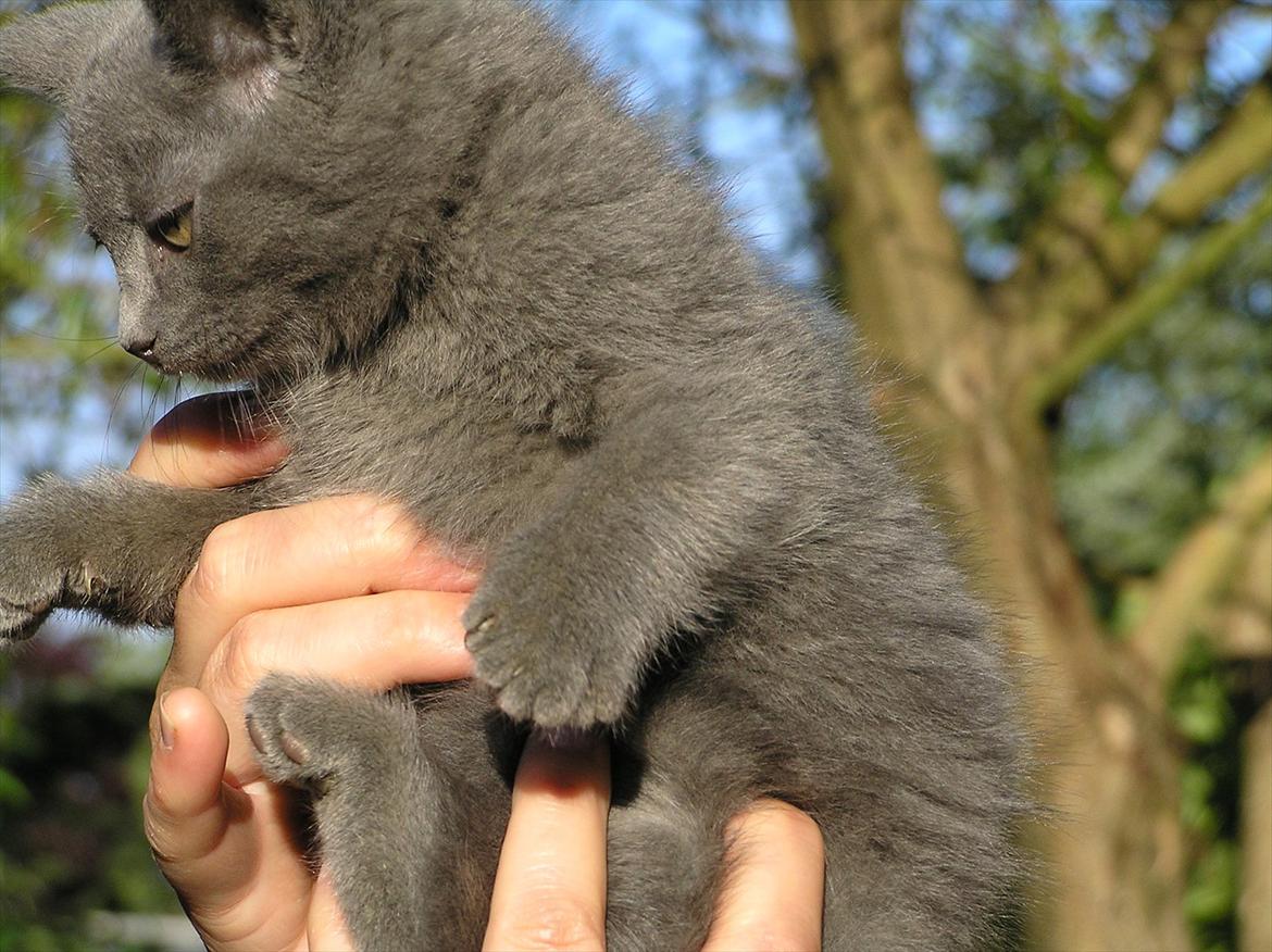 Huskat Teddy ( Zirka ) billede 6