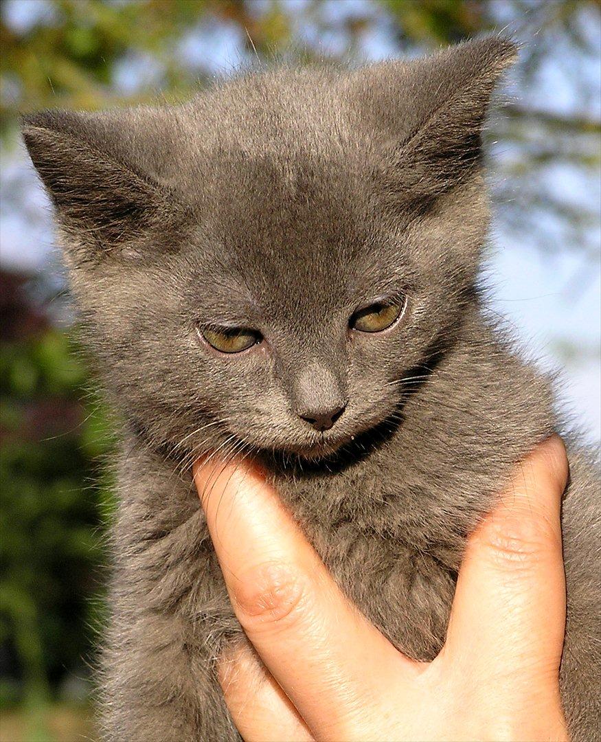 Huskat Teddy ( Zirka ) billede 7