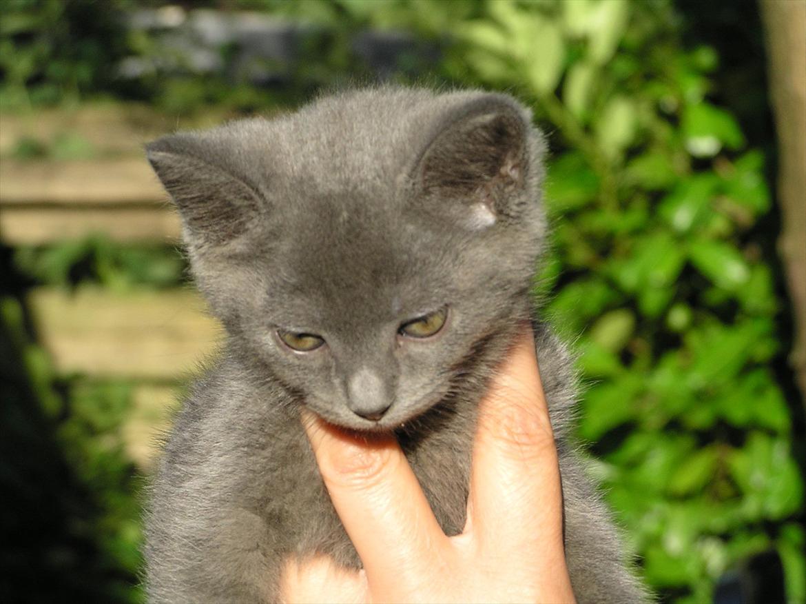 Huskat Teddy ( Zirka ) billede 8