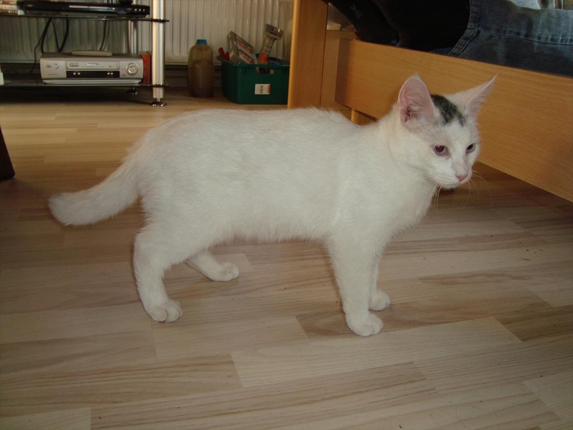 Blanding af racer Suki Soulmate<3 aka Sukkergris - Hendes figur :) billede 11