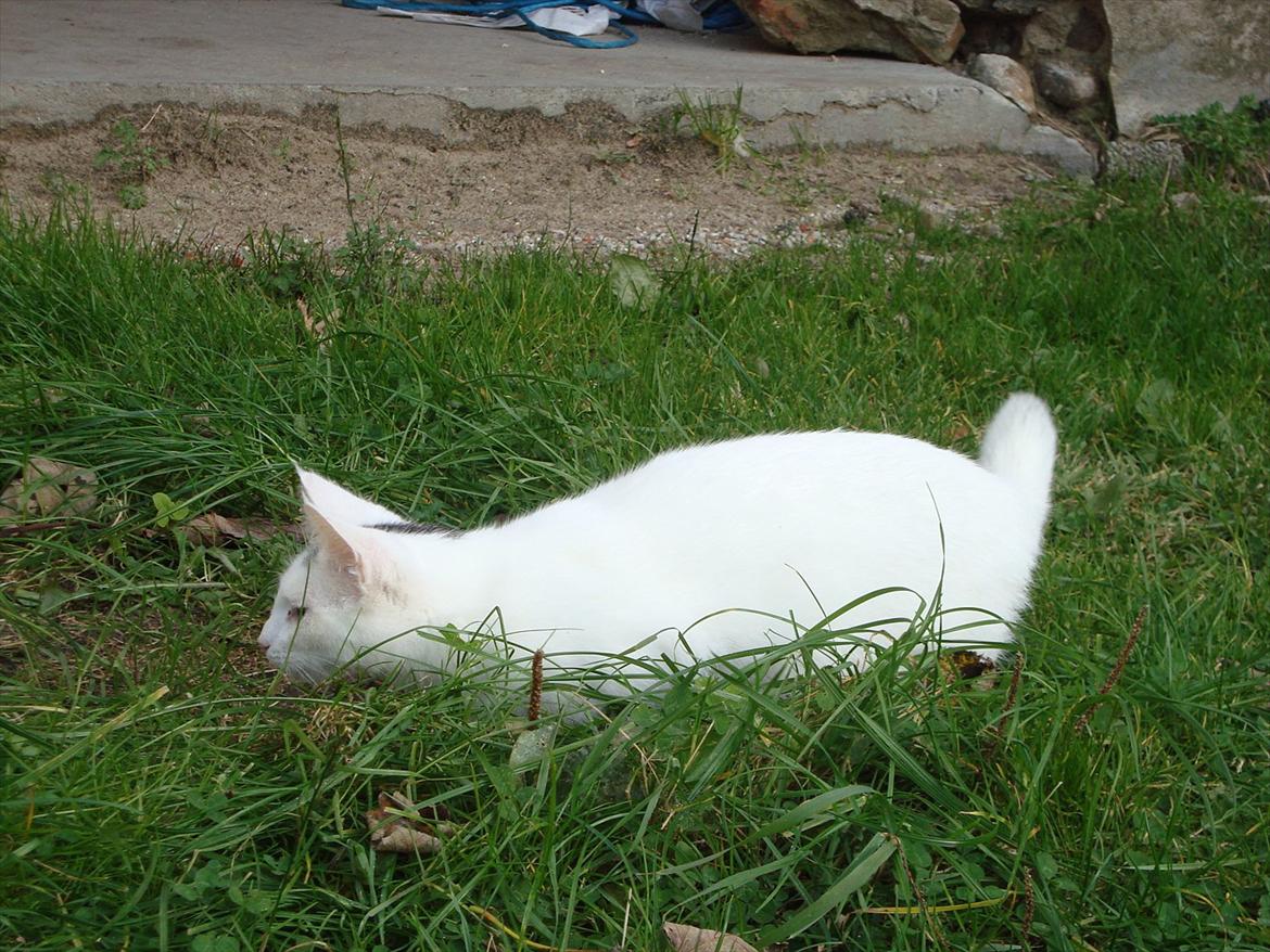 Blanding af racer Suki Soulmate<3 aka Sukkergris billede 12