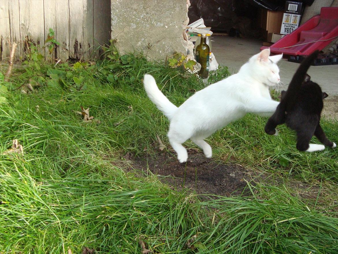 Blanding af racer Suki Soulmate<3 aka Sukkergris - I hopla med Minimis :D billede 13