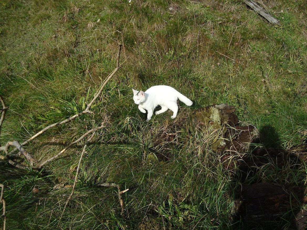 Blanding af racer Suki Soulmate<3 aka Sukkergris billede 14