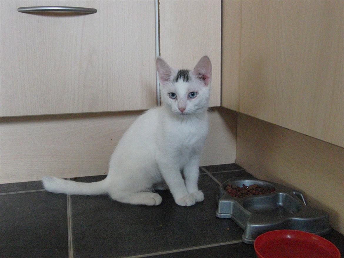 Blanding af racer Suki Soulmate<3 aka Sukkergris billede 15