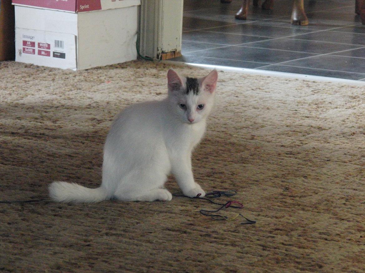 Blanding af racer Suki Soulmate<3 aka Sukkergris billede 16