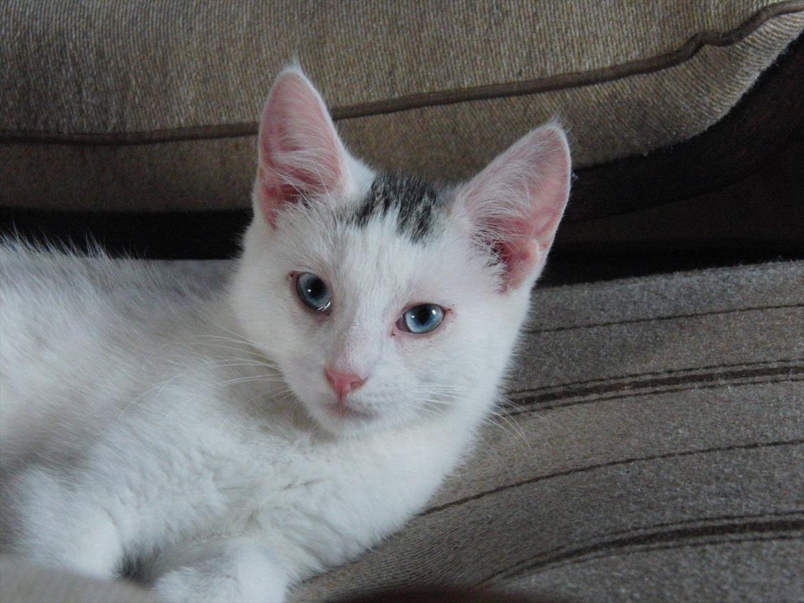 Blanding af racer Suki Soulmate<3 aka Sukkergris billede 17