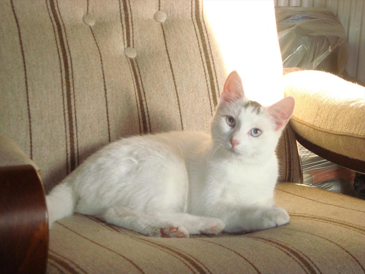 Blanding af racer Suki Soulmate<3 aka Sukkergris billede 19