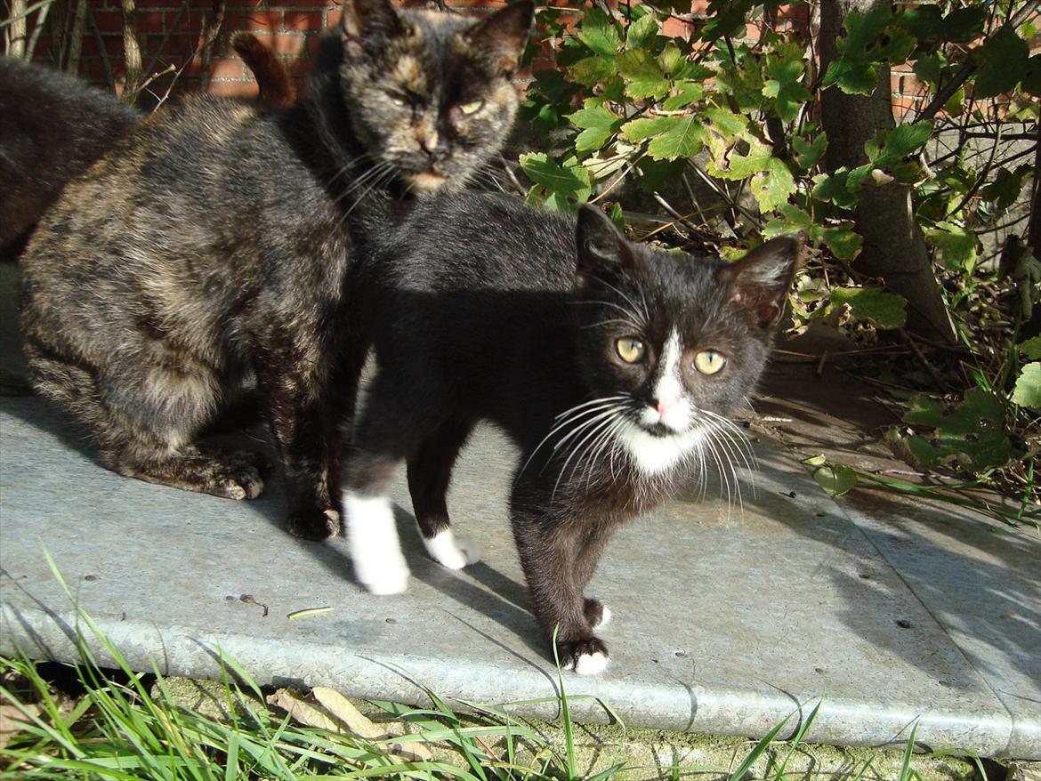 Huskat Mini mis aka Tromle aka luksusdyret<3 R.I.P.  billede 13