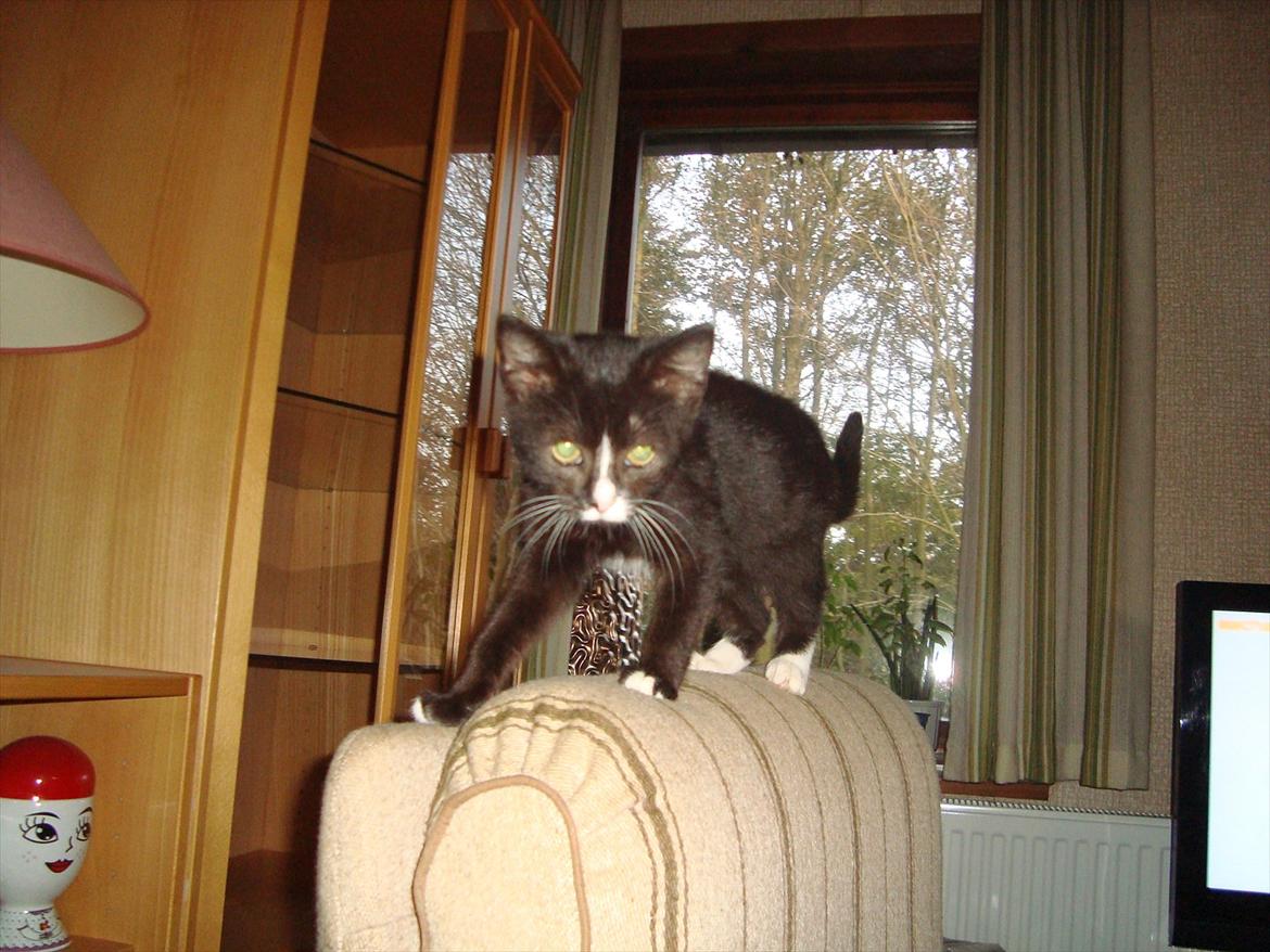 Huskat Mini mis aka Tromle aka luksusdyret<3 R.I.P.  billede 14