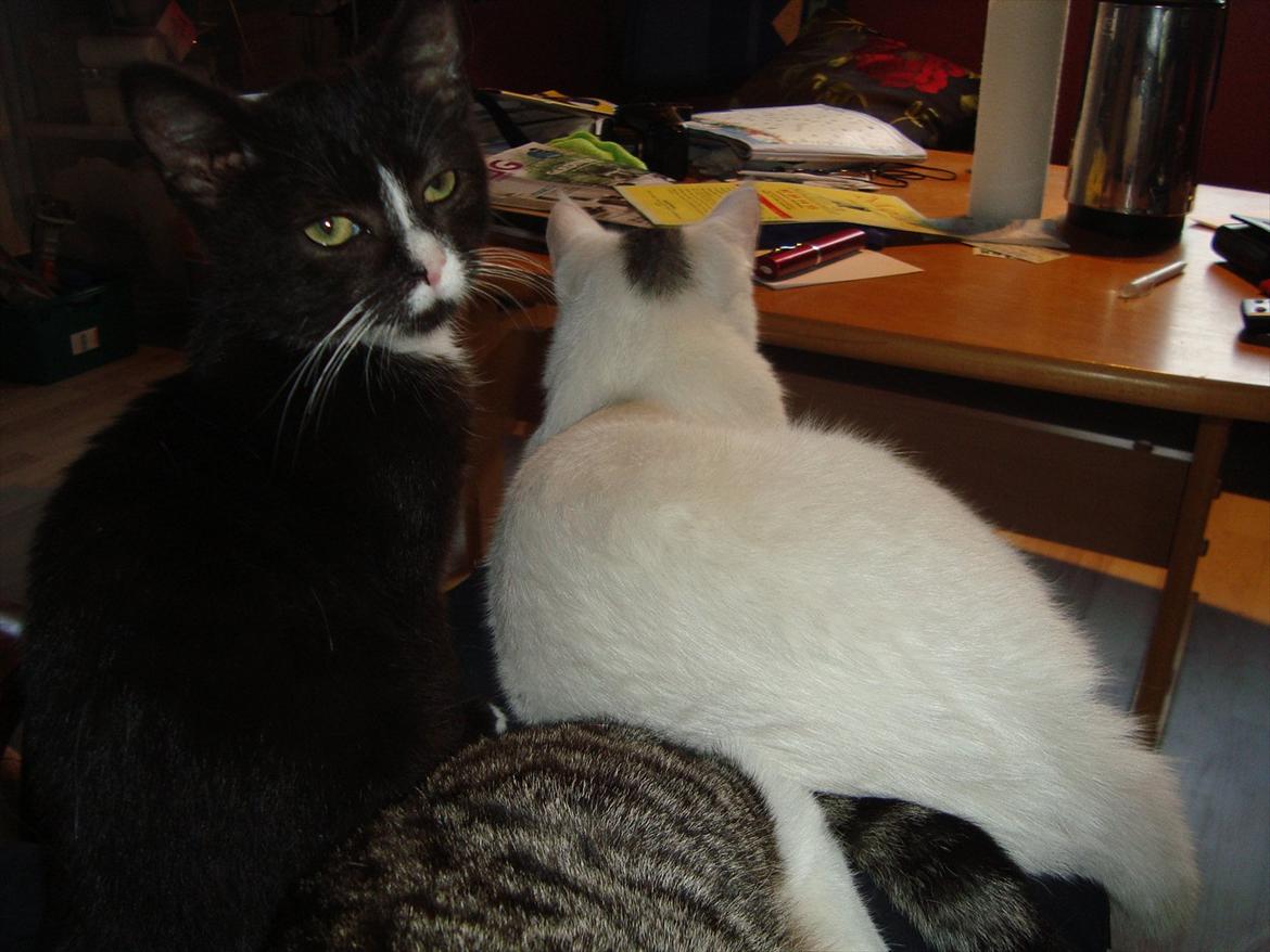 Huskat Mini mis aka Tromle aka luksusdyret<3 R.I.P.  billede 15