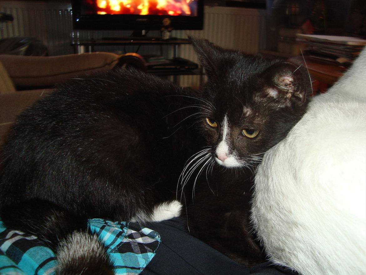 Huskat Mini mis aka Tromle aka luksusdyret<3 R.I.P.  billede 16