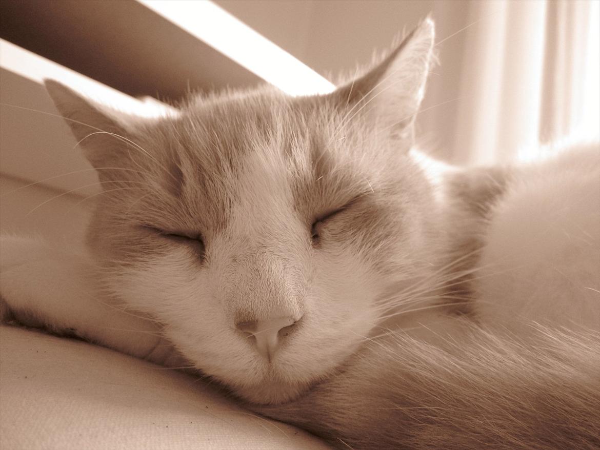 Blanding af racer Pelle billede 1