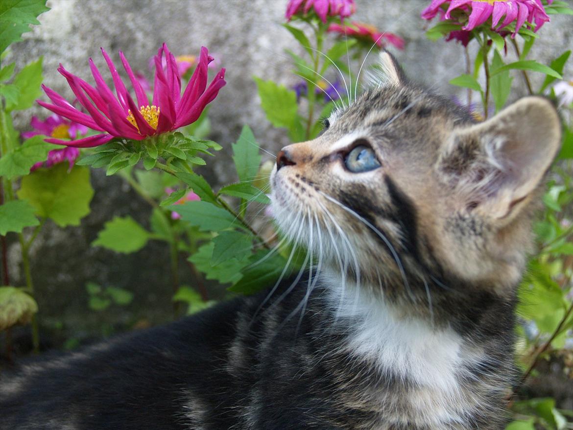 Blanding af racer Tequila Sunrise billede 3