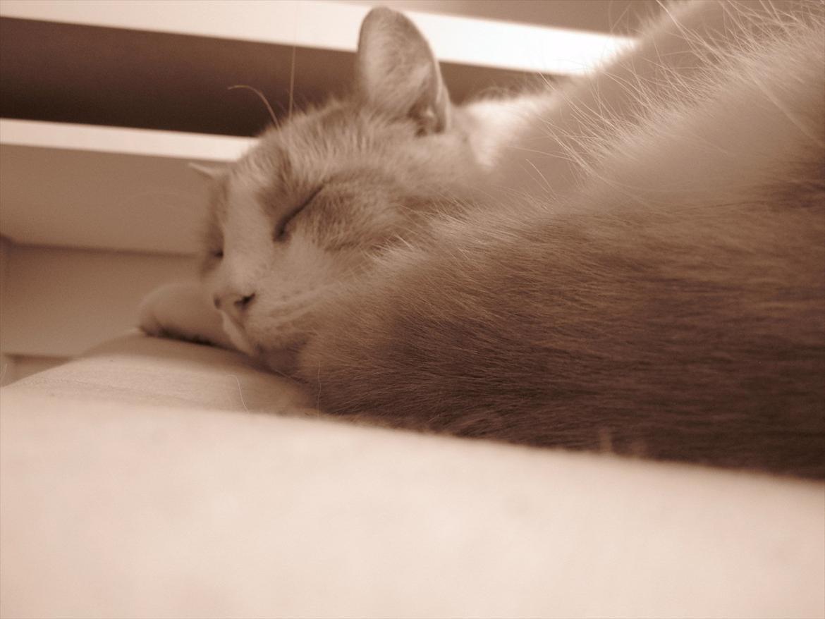 Blanding af racer Pelle billede 2