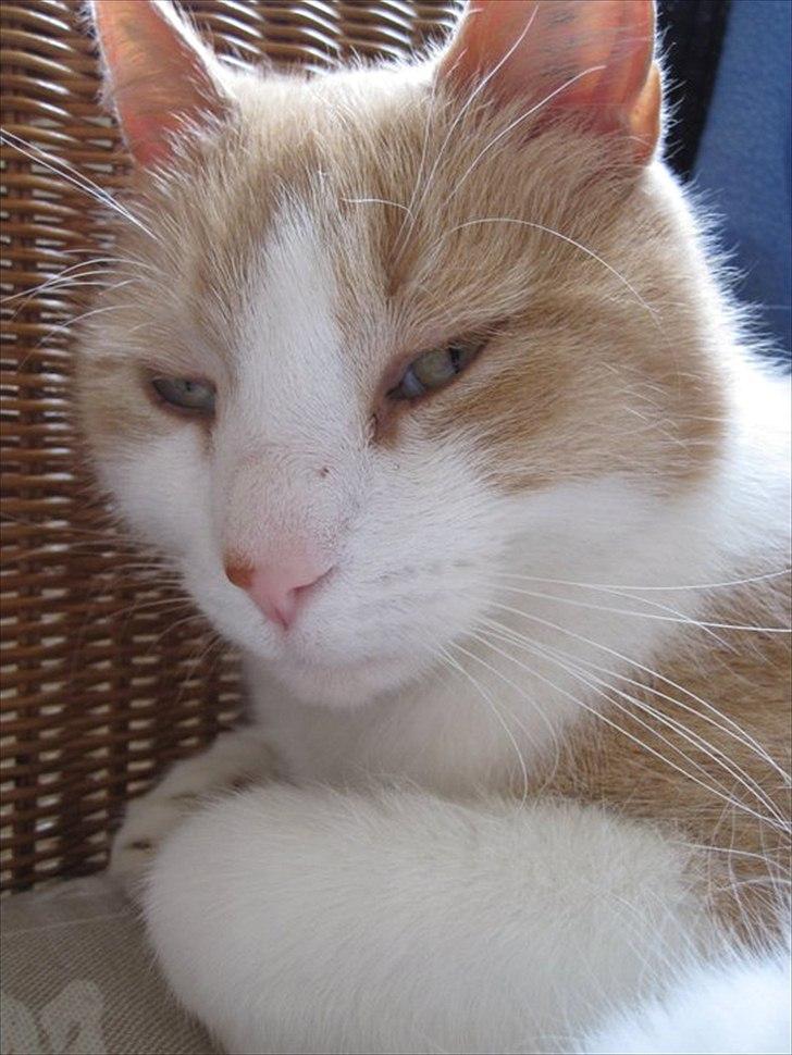 Blanding af racer Pelle billede 3