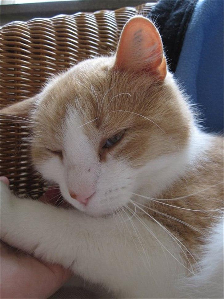 Blanding af racer Pelle billede 5