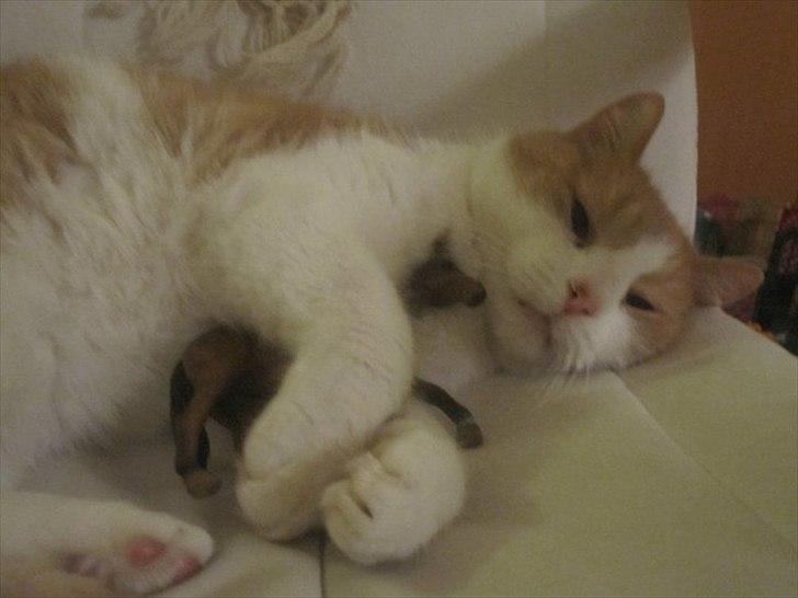 Blanding af racer Pelle billede 6