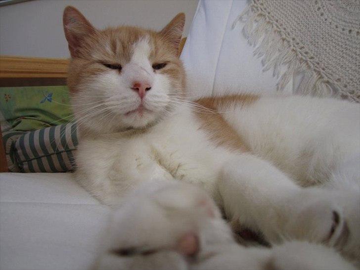 Blanding af racer Pelle billede 7