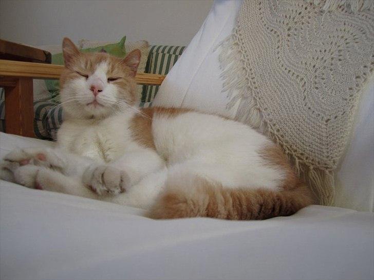 Blanding af racer Pelle billede 8