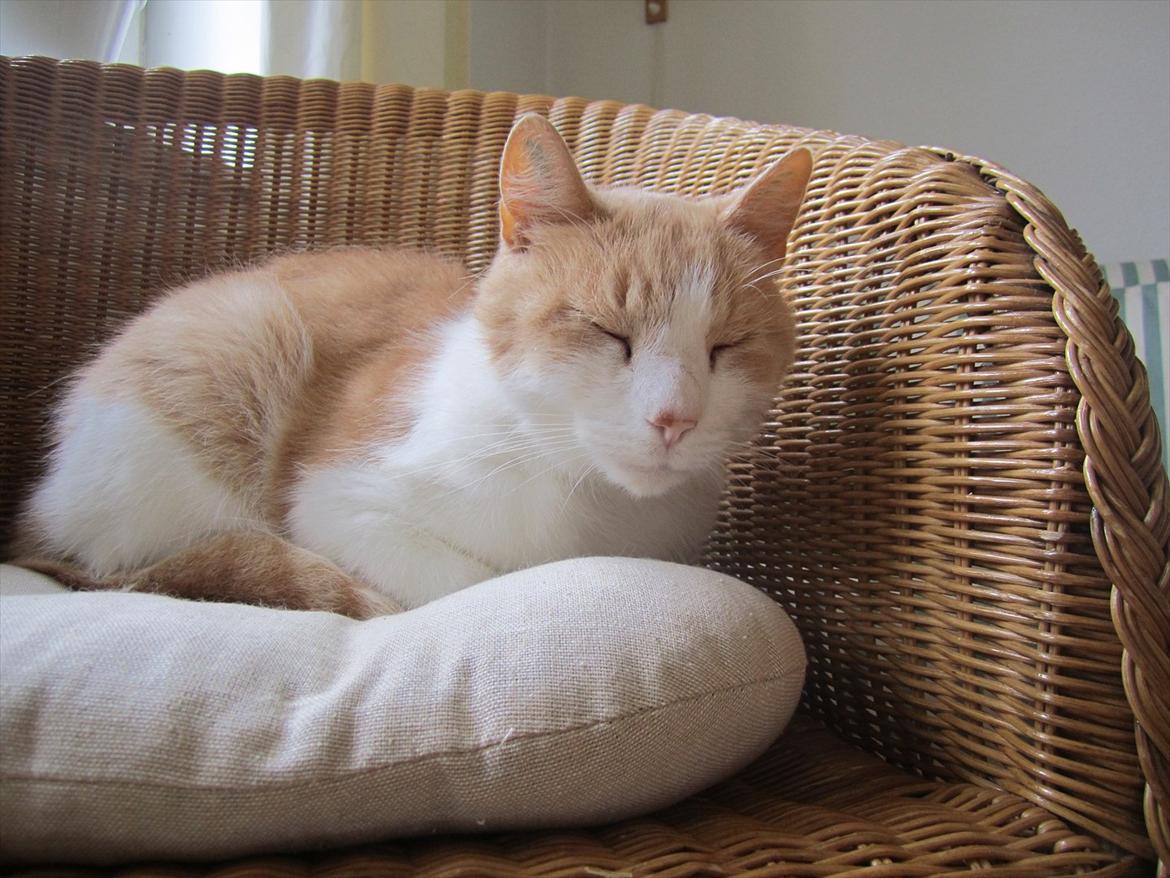 Blanding af racer Pelle billede 9