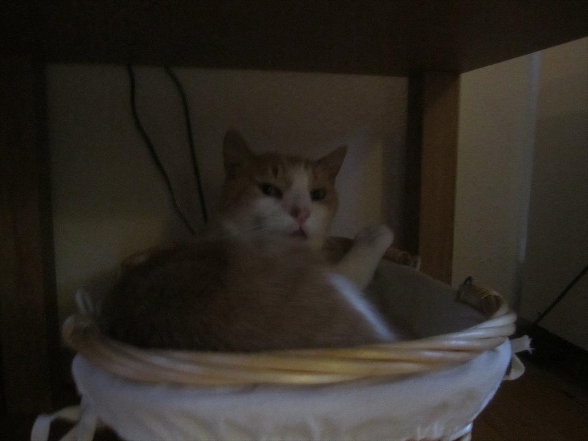 Blanding af racer Pelle billede 10