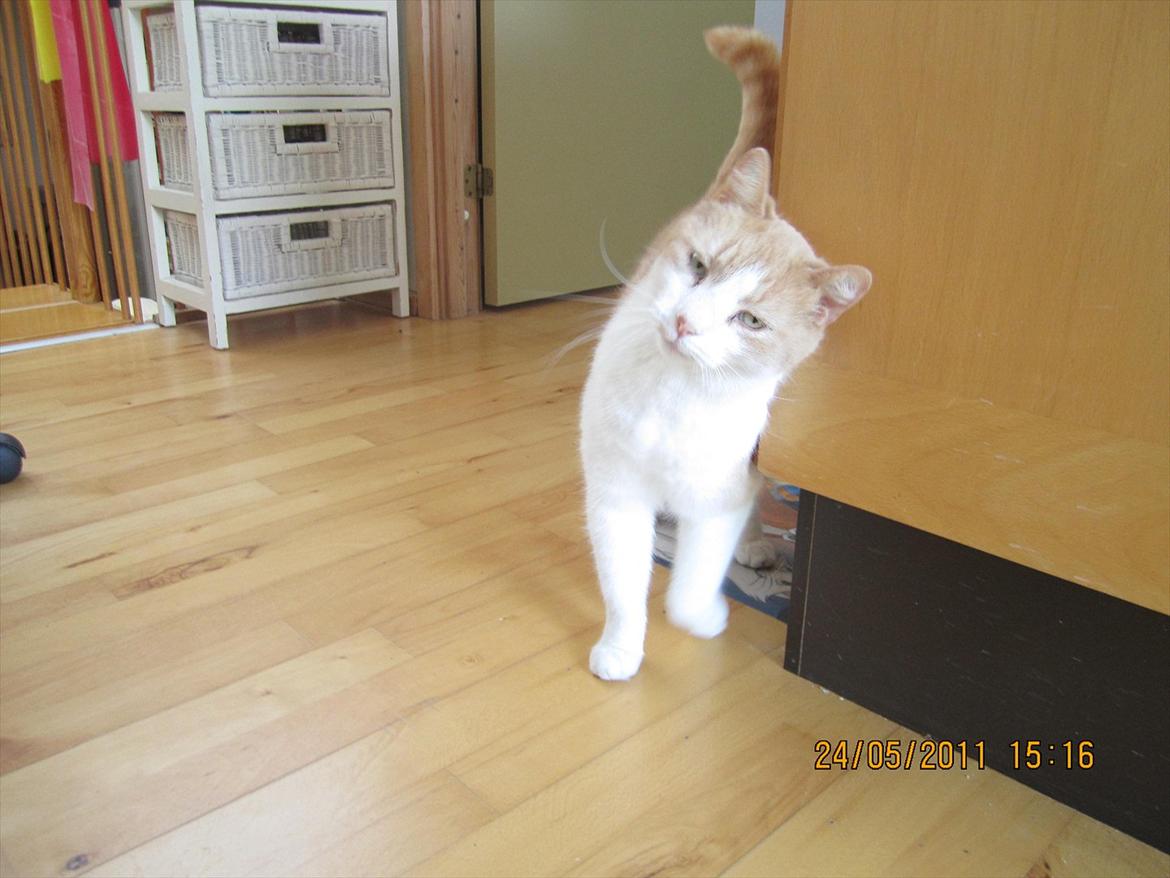 Blanding af racer Pelle billede 11