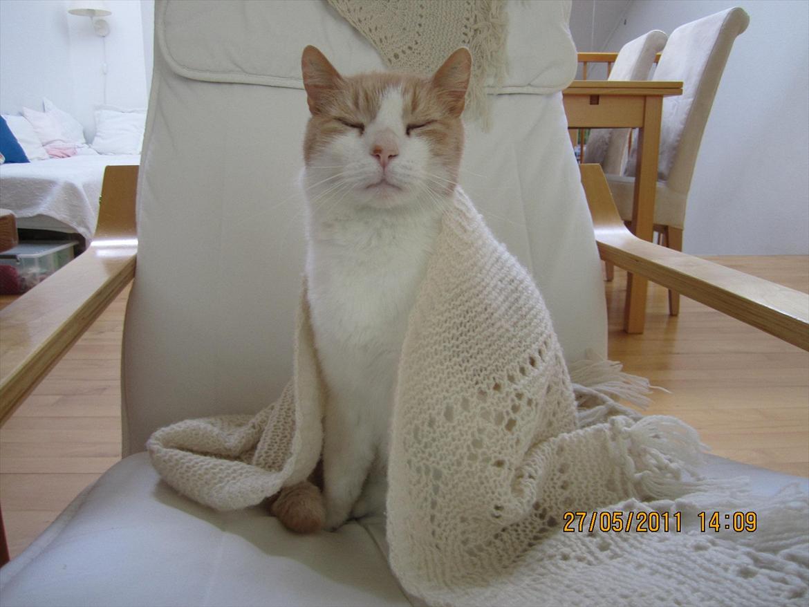 Blanding af racer Pelle billede 12