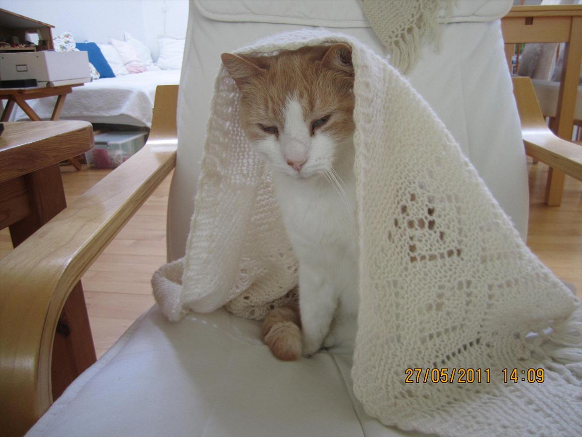 Blanding af racer Pelle billede 13