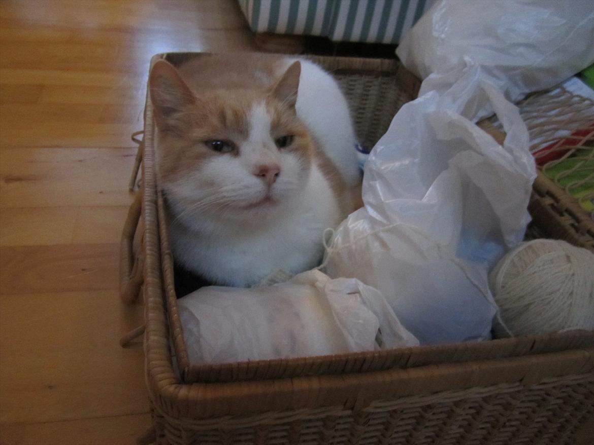 Blanding af racer Pelle billede 15