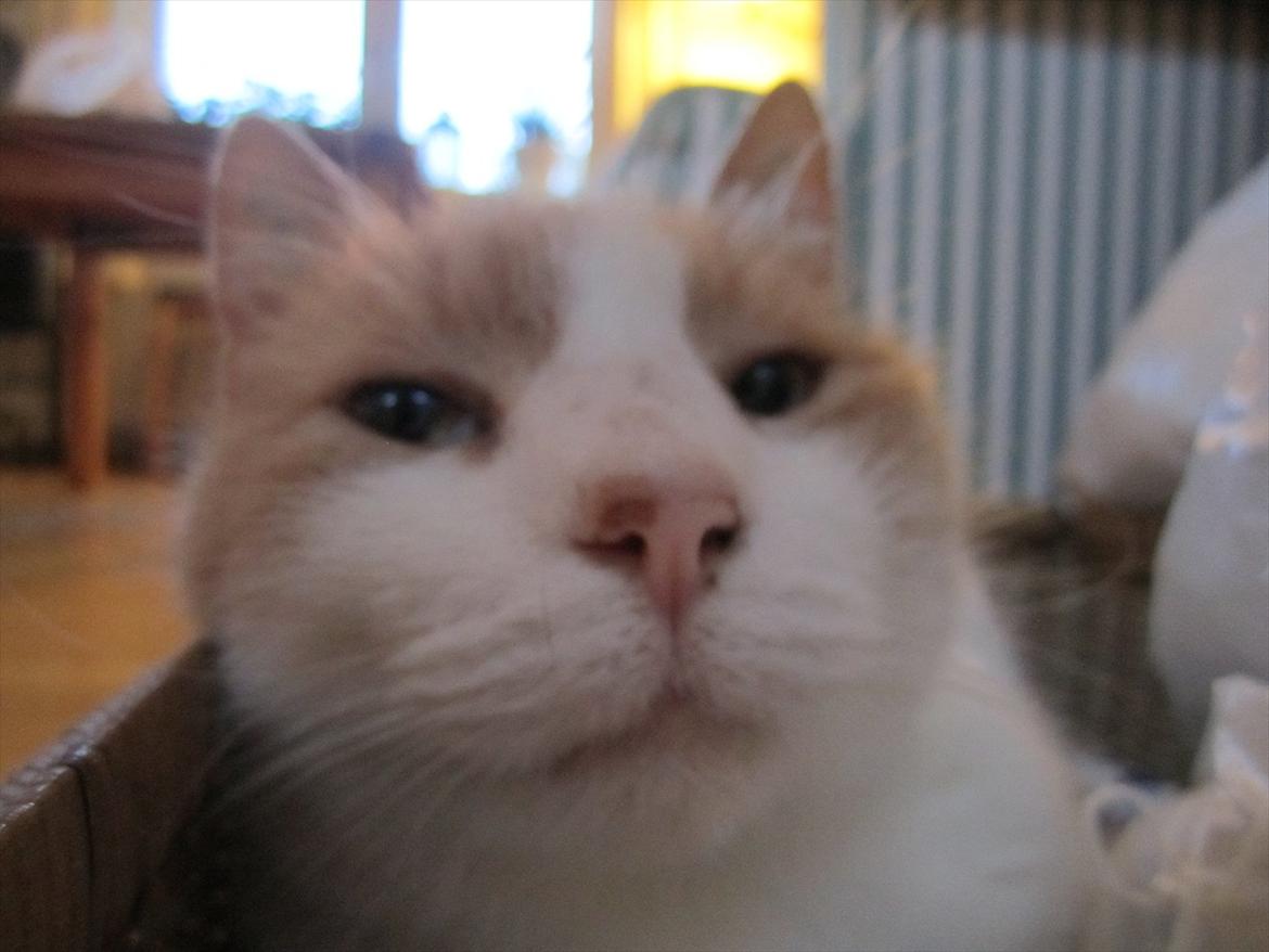 Blanding af racer Pelle billede 16