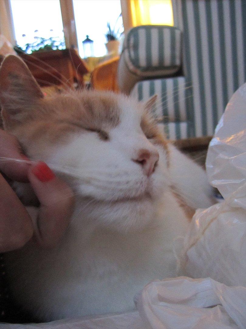 Blanding af racer Pelle billede 17