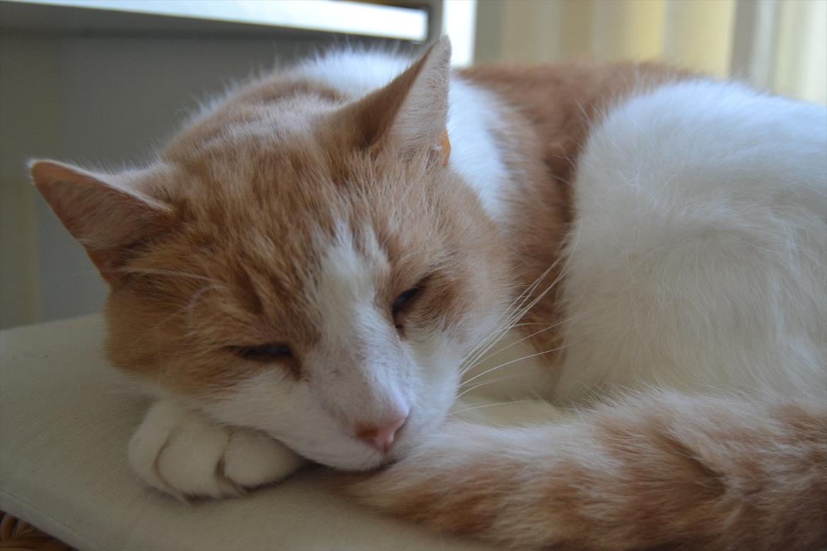 Blanding af racer Pelle billede 18