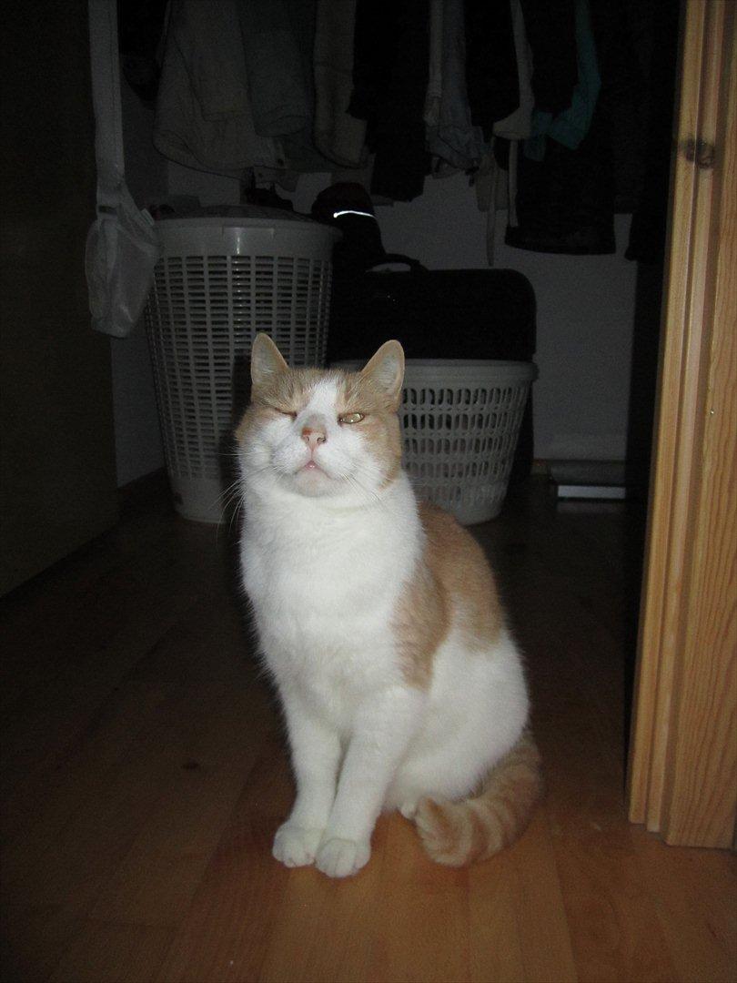 Blanding af racer Pelle billede 19