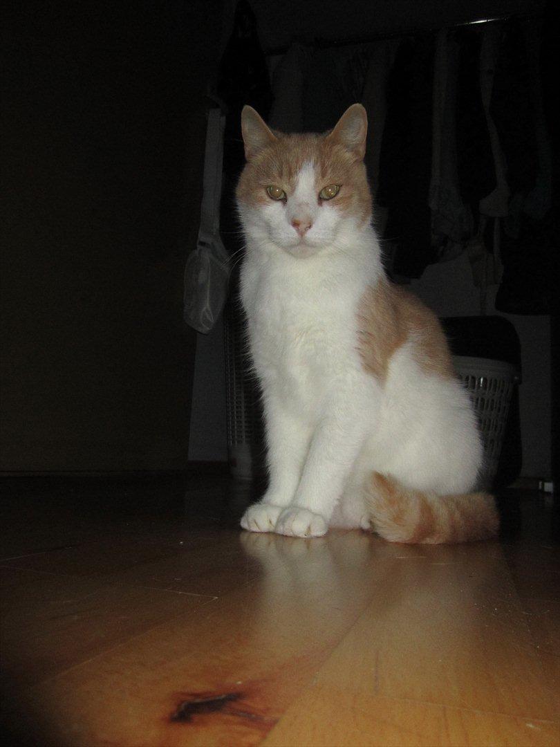 Blanding af racer Pelle billede 20