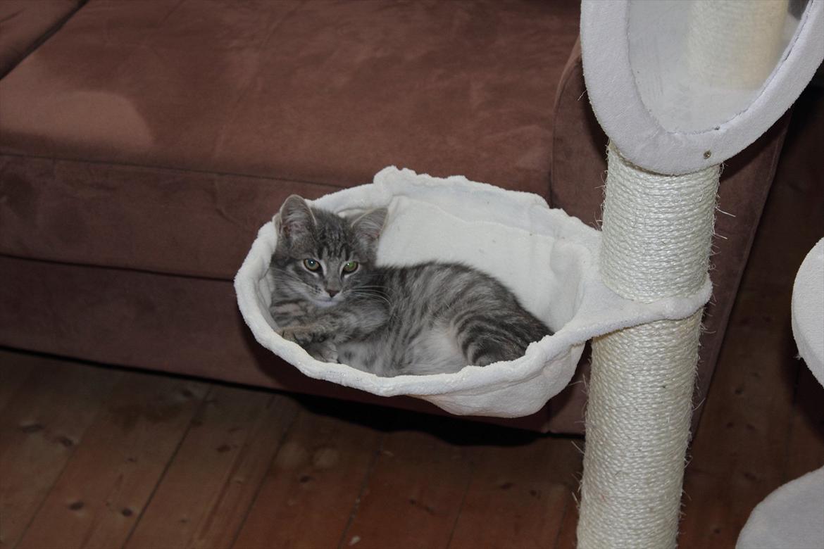 Huskat Sölvi Hittemis billede 3