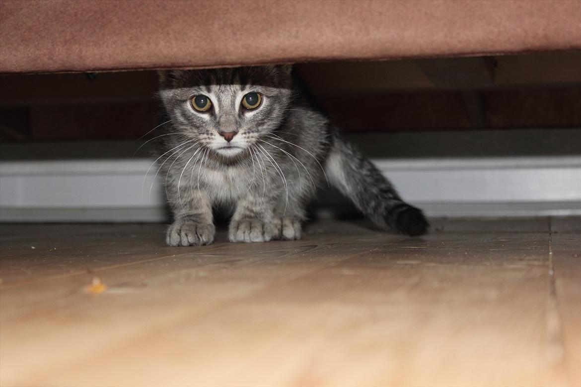 Huskat Sölvi Hittemis billede 4