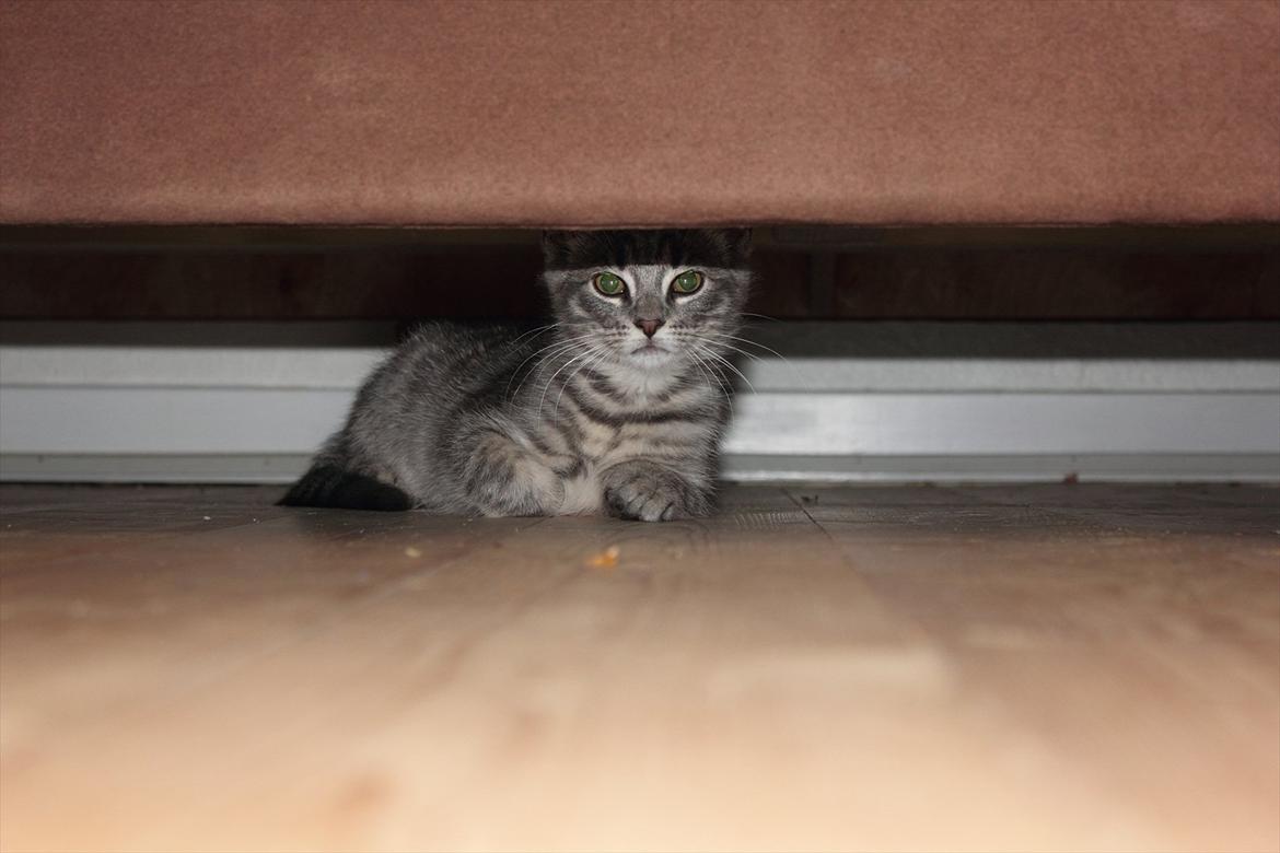 Huskat Sölvi Hittemis billede 5