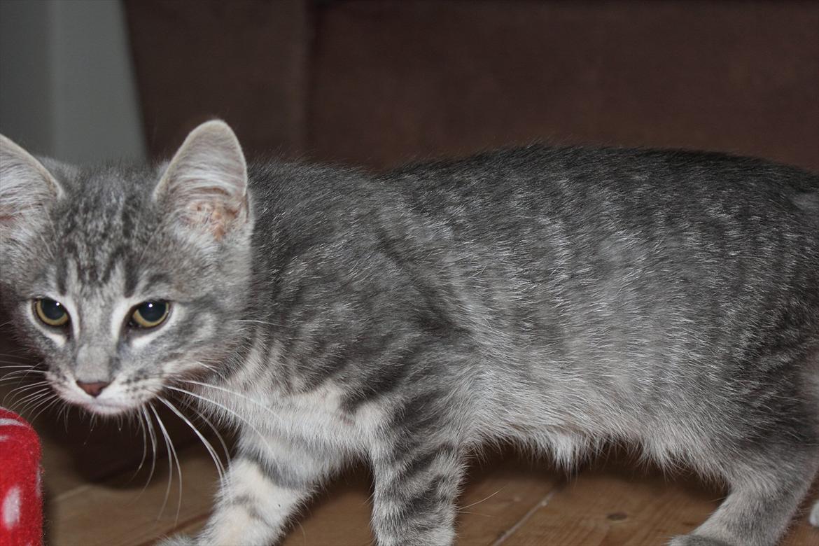 Huskat Sölvi Hittemis billede 6