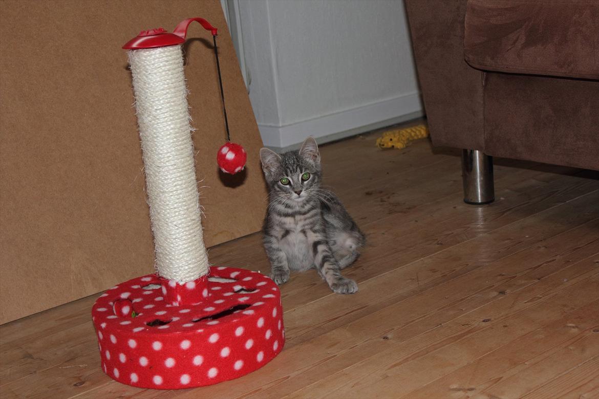 Huskat Sölvi Hittemis billede 7