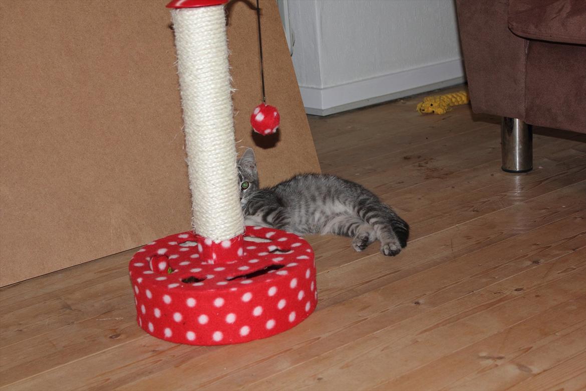 Huskat Sölvi Hittemis billede 8