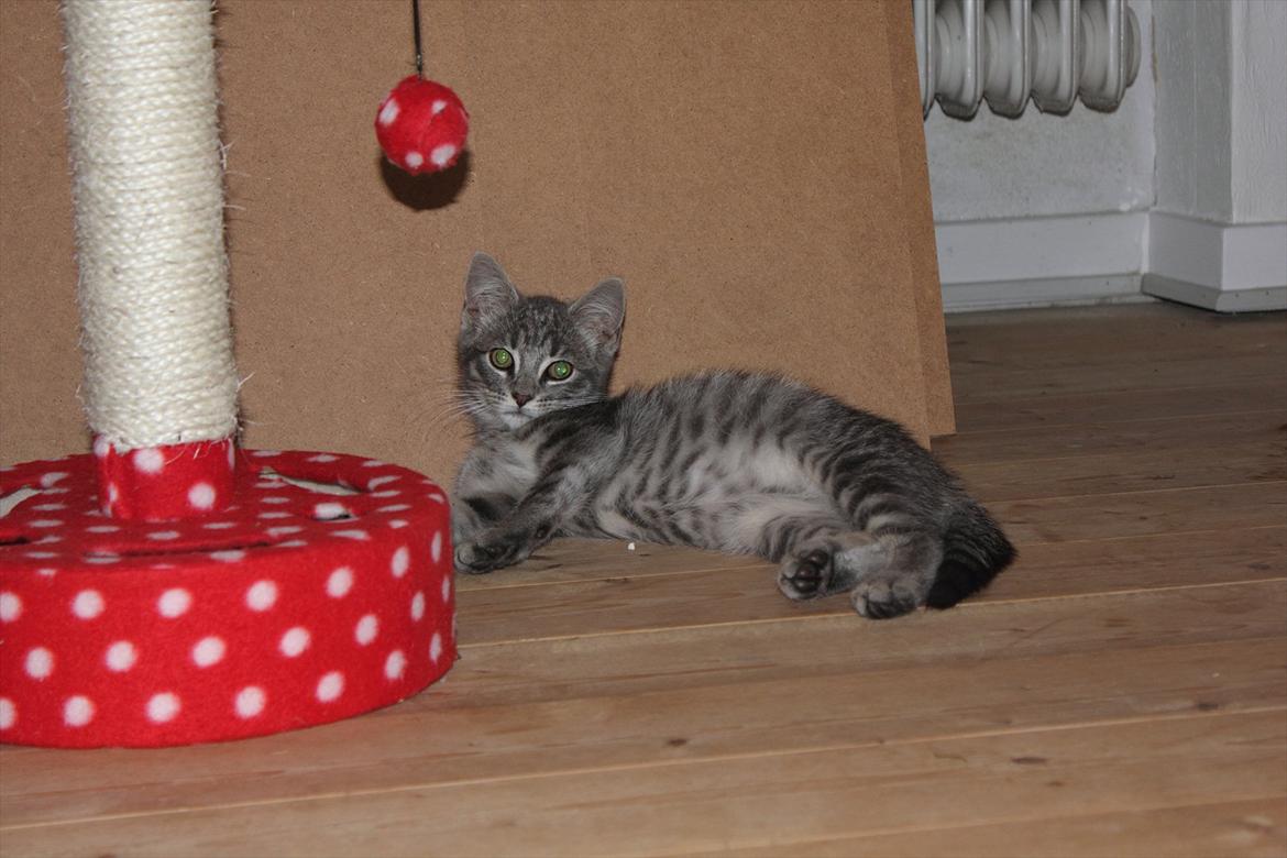 Huskat Sölvi Hittemis billede 9